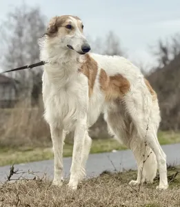 Barsoi - Carskiy Favorit Vyigrysh