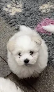 Coton de Tulear - Benito