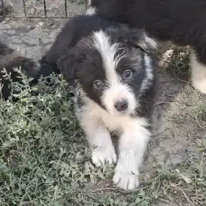 Border Collie - Dazzling Borders Believe In Wonders