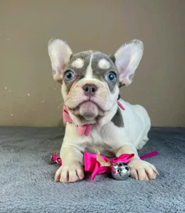 French Bulldog - Alise