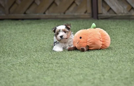 Biewer Terrier - Quartz