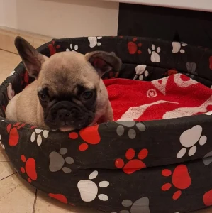 French Bulldog - Hero From Lilis Breed