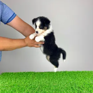 Australian Shepherd - Volly