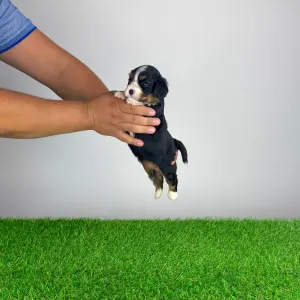 Cavalier King Charles Spaniel - Vibsy