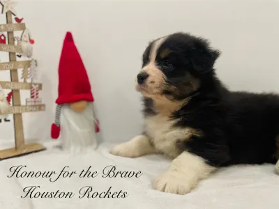 Berger australien - Honour For The Brave Houston Rockets