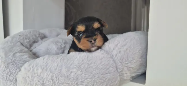 Yorkshire terrier - Lamborghini Aventador
