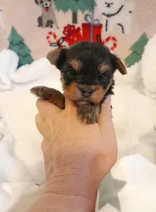 Yorkshire Terrier - Pretty Little Baby
