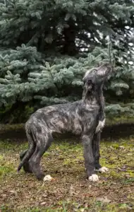 Ír farkaskutya - Boróka