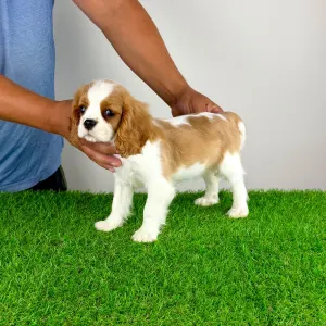 Cavalier King Charles Spaniel - Tissa