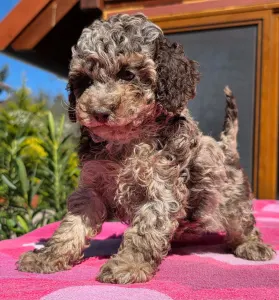 Cavapoo - Choco-Bunny