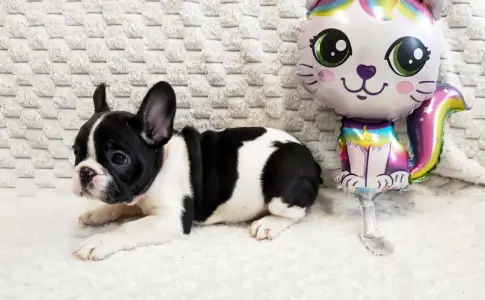 Francia bulldog - Georgina