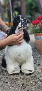 American Cocker Spaniel - Ibiza Of Your Sweetest Dream
