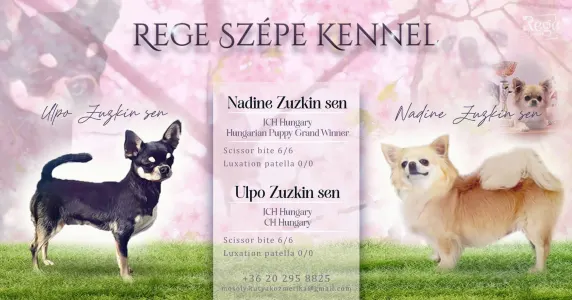 Csivava - Rege Szépe Cukor