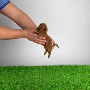 Trpasličí pudl - Lico