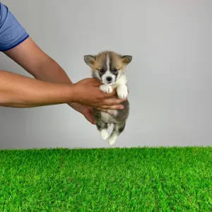 Corgi galez Pembroke - Pickles