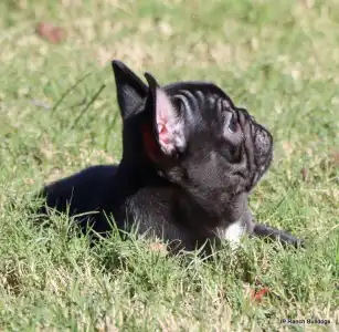 Französische Bulldogge - Luna