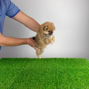 Szpic miniaturowy - Umia