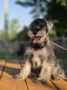Zwergschnauzer - Zahara