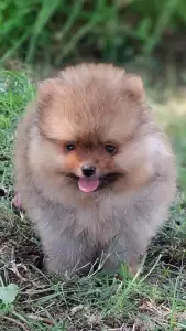 Pomeranian - Víkó