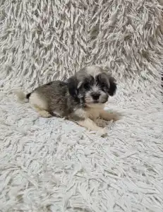 Havanese - Mia