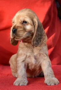 Cocker spaniel angielski - Evita From Work & Show