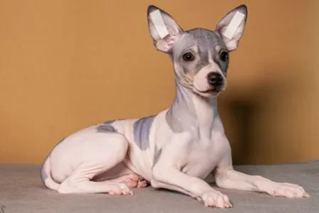 American Hairless Terrier - Aura Belle