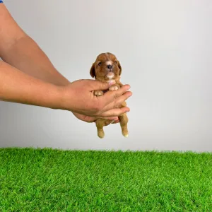 Cavalier King Charles Spaniel - Eddie