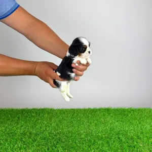 Cavalier King Charles Spaniel - Shaby