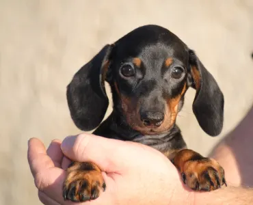 Dachshund - Oscar