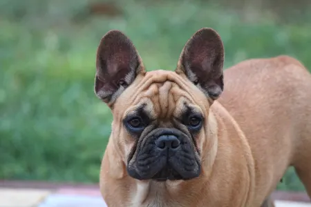 Französische Bulldogge - Uriel