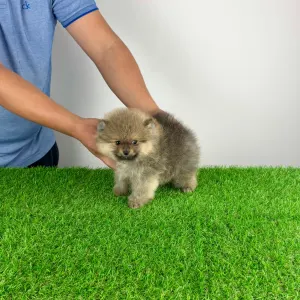 Померанский шпиц - Patina