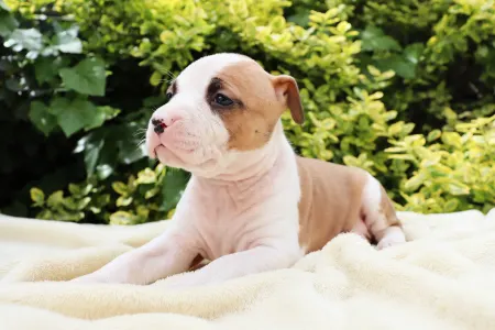 Amerikanischer Staffordshire Terrier - Hanky Panky Of Silence Warrior