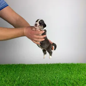 Australian Shepherd - Bigolo