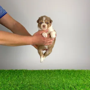 Owczarek astralijski aussie - Beira