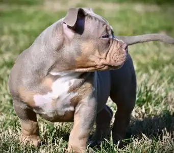 American Bully - Pocket - Piro