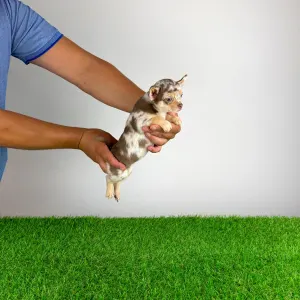 Chihuahua - Flora