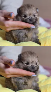 German Pomeranian Spitz - Luciano