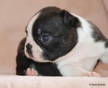 Boston Terrier - Suzie On Hold