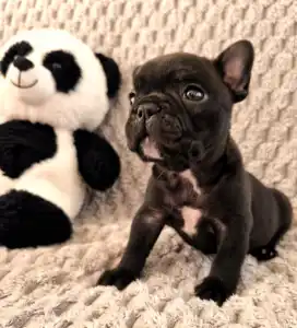 Französische Bulldogge - Miora Frenchie Rocky