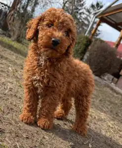 Pudel miniaturowy - Soma