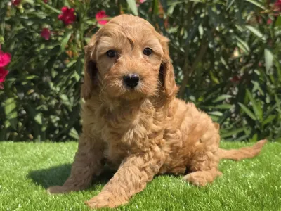 Cavapoo - Jasmin
