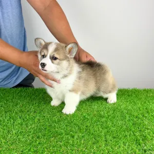 Welsh Corgi Pembroke - Dini
