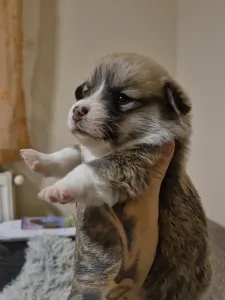 Welsh Corgi Pembroke - Gróf