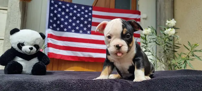 American Bully - Pocket - Malekith