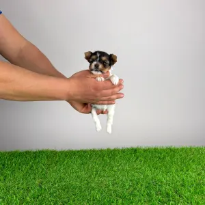 Biewer Terrier - Rinty