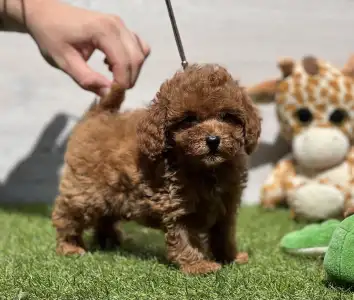Barbone toy - Ti Amo