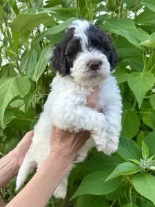 Lagotto Romagnolo - Billy The Kid