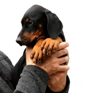 Dobermann - Csipőke