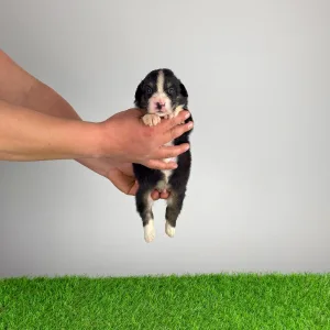 Australian Shepherd - Cash