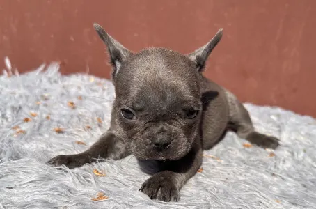 Французский бульдог - Selena